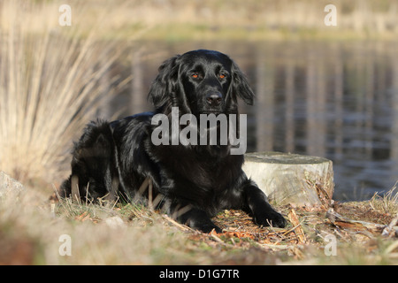 Hovawart Hund adult schwarz Wasser liegend Stockfoto