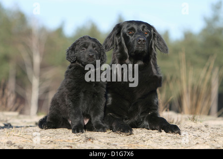 Hovawart Black Dog Erwachsene Erwachsene Welpen Hundewelpen jungen sitzen sitzen zwei mehrere in Natur Mutter und Baby liegend Stockfoto