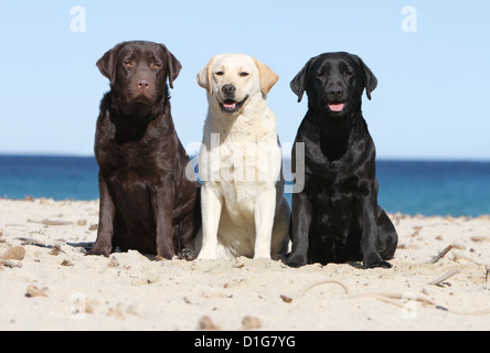 Am Strand sitzen Hund Labrador Retriever drei Erwachsene verschiedene Farben (Schokolade, gelb und schwarz) Stockfoto