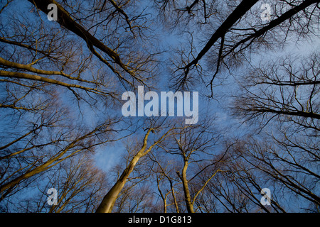 Gestaltung der blauen Winterhimmel Baumkronen Stockfoto