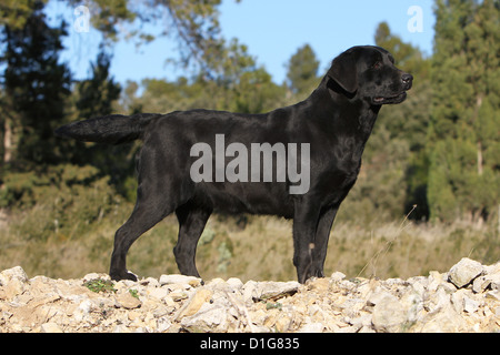 Hund Labrador Retriever adult Stand stehende Standard schwarz Stockfoto