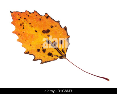 Bunter Herbst Blatt isoliert auf weiss. Stockfoto