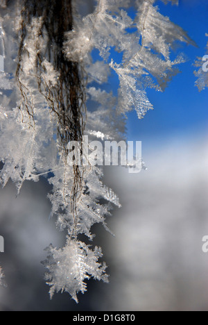 Frost-Kristalle auf Flechten hängen von einem Baum in den Wallowa Bergen, Oregon. Stockfoto