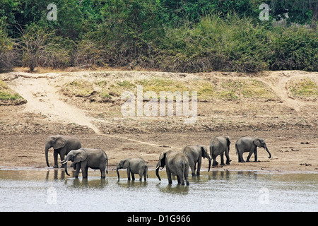 Eine Gruppe von Elefanten besuchen den Sambesi-Fluss für einen Drink am Nachmittag Stockfoto