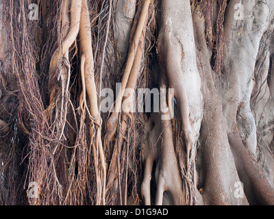 Die Wurzeln und Stamm eines riesigen Ficus benjamina in einem Park in Aguilas Murcia, Spanien Stockfoto