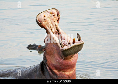 Ein Nilpferd mit Mund weit offen auszusetzen eine heftige Array der Stoßzähne und Zähne Stockfoto