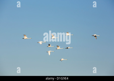 Singschwäne (Cygnus Cygnus) fliegen über der Küste von Fylde, Lancashire, UK. Stockfoto