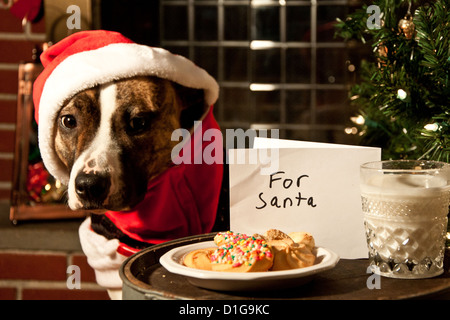 Hund als Weihnachtsmann verkleidet Stockfoto