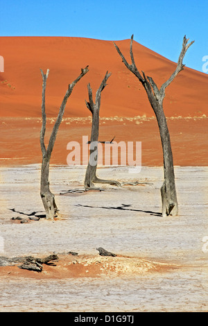 Getrockneten Baumstümpfe Hunderte von Jahren alten Wurf der trockenen Pfanne von Dead Vlei in Namibia Stockfoto