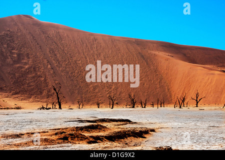 Getrockneten Baumstümpfe Hunderte von Jahren alten Wurf der trockenen Pfanne von Dead Vlei in Namibia Stockfoto