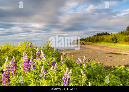 Nahaufnahme der Nootka Lupiine beleuchtet von Abendsonne an einem Strand in der Nähe von Chiniak auf Kodiak Insel im südwestlichen Alaska. Stockfoto