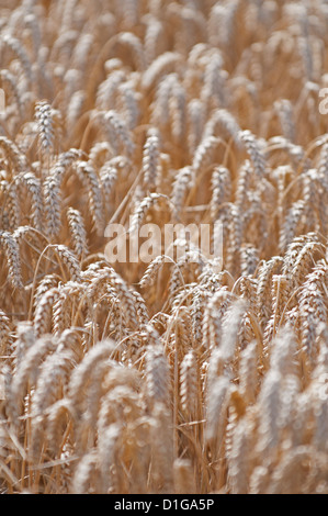 Nahaufnahme des gereiften Weizen in einem Weizenfeld.  Zentrum der Fotografie steht im Mittelpunkt; Vorder- und Hintergrundfarbe werden unscharf geworfen. Stockfoto