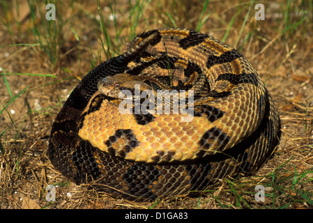 Holz-Klapperschlange Crotalus Horridus Atricaudatus Charlston County, South Carolina, USA können Erwachsene Viperidae Stockfoto