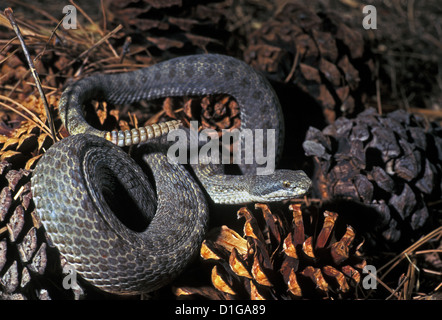 Twin-spotted Klapperschlange Crotalus Pricei Chiricahua Bergen, Cochise County, Arizona, USA August Erwachsenen Viperidae Stockfoto