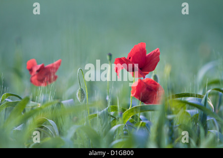 Mohn (Papaveraceae) Stockfoto