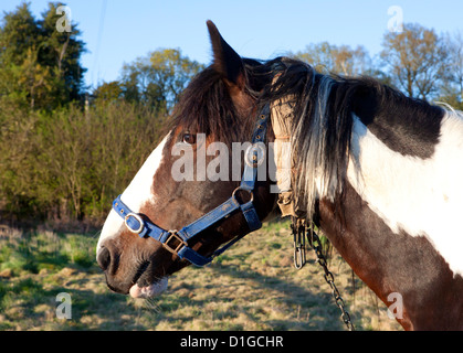 Tethered farbigen Zigeunerpferd, mit einer gepolsterten Kette um den Hals. Stockfoto