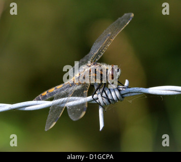 Nahaufnahme Makro Bild von einem weiblichen Ruby Whiteface (aka Northern White-faced Darter - Leucorrhinia Rubicunda) Stockfoto