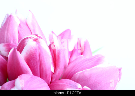 Bouquet von rosa Tulpen auf weißem Hintergrund Stockfoto