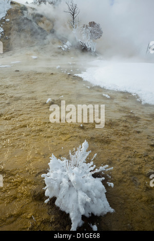 WY00122-00... WYOMING - Winter auf der unteren Terrasse von Mammoth Hot Springs im Yellowstone-Nationalpark. Stockfoto