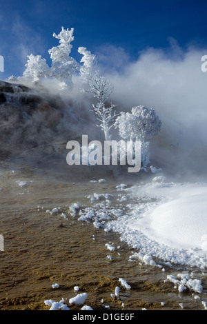 WY00125-00... WYOMING - Winter auf der unteren Terrasse von Mammoth Hot Springs im Yellowstone-Nationalpark. Stockfoto