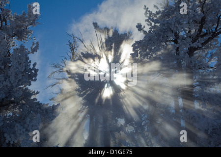 Winter Sonne streaming über Bäume und Dampf auf der oberen Terrasse von Mammoth Hot Springs im Yellowstone-Nationalpark. Stockfoto