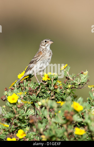 Vesper Sparrow in Sträucher Cinquefoil Blumen Blüten Sitzender Vogel Vögel singvögel Vogelkunde Wissenschaft Natur Tierwelt Spatzen vertikal Stockfoto