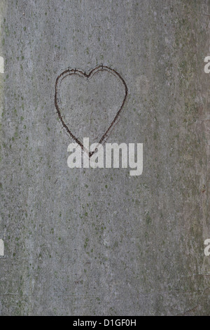 Herz In einen Baum geschnitzt Stockfoto