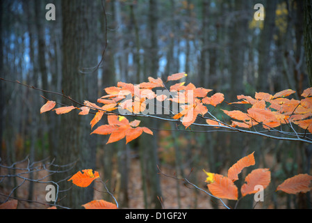 Die letzten Blätter im Herbst auf Baum im Wald, Pennsylvania, USA Stockfoto