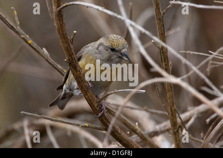 Rot Fichtenkreuzschnabel (Loxia Curvirostra) weibliche thront in einem Baum an der Mündung des Flusses Nanaimo, Vancouver Island, BC, Kanada im April Stockfoto