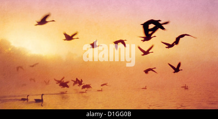 Schöne Gold und rosa Sonnenaufgang über dem Nebel und Bäumen, einem See mit fliegen und landen Gänse Stockfoto