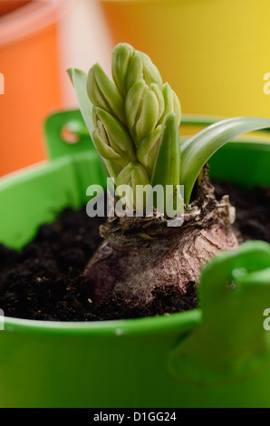 Hyazinthe Blumenzwiebel in die kleinen grünen Eimer Stockfoto