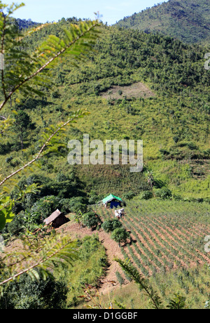 Eine einsamen Bauernhof Hütte steht in einem Feld in der Bergregion in der Nähe des Dorfes Kalaw, Shan State in Myanmar, 31. Dezember 2012. Der Gipfel des Mount Popa beherbergt die buddhistischen Tempel von Tuyin Taung. Foto: Rolf Zimmermann Stockfoto