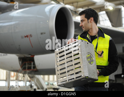 Ein Asssistant entfernt leere Metalldosen aus einem Airbus a-340-Flugzeug auf dem Flughafen in Frankfurt Am Main, Deutschland, 18. Dezember 2012. Jedes Stück was entbehrlich war hatte gewogen und entfernt aus dem Flugzeug um herauszufinden, wie viel Gewicht eingespart werden könnten. Foto: BORIS ROESSLER Stockfoto