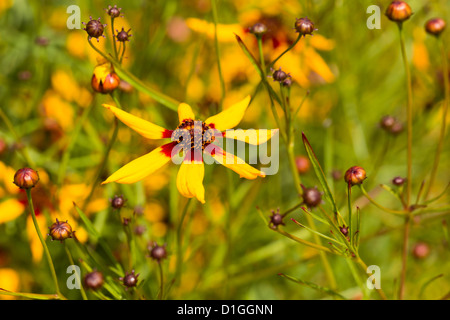 Gelbe und rote Helenium Blumen (bekannt als Marmelade Kuchen), Norfolk, Großbritannien Stockfoto