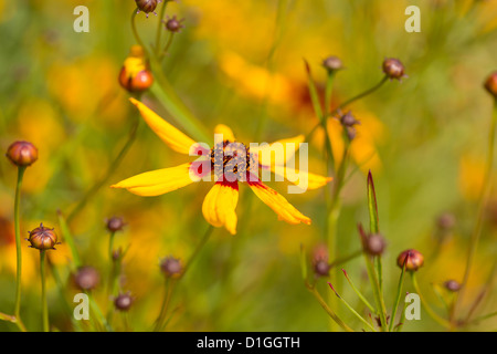 Gelbe und rote Helenium Blumen (bekannt als Marmelade Kuchen), Norfolk, Großbritannien Stockfoto