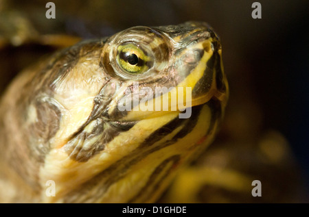 Eine Schildkröte Bauche Schieberegler hält ein echtes Juwel im Zoo in Osnabrück, 19. Dezember 2012. Tierschützer warnen gegen die Verwendung von Tieren als Weihnachtsgeschenke. Bauche Schieberegler klein anfangen aber bis zu 20 Zentimeter groß werden. Foto: FRISO GENTSCH Stockfoto