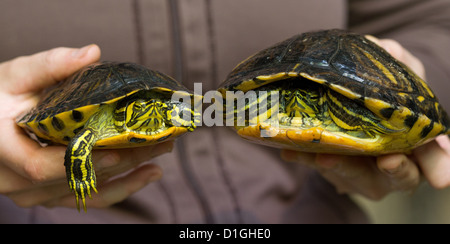 Zwei Feigen Slider Schildkröten sind durch ein echtes Juwel im Zoo in Osnabrück, 19. Dezember 2012 statt. Tierschützer warnen gegen die Verwendung von Tieren als Weihnachtsgeschenke. Bauche Schieberegler klein anfangen aber bis zu 20 Zentimeter groß werden. Foto: FRISO GENTSCH Stockfoto