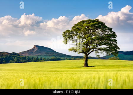 Einsamer Baum im Gerstenfeld mit Nähe Belag in der Ferne, North Yorkshire, Yorkshire, England, Vereinigtes Königreich, Europa Stockfoto