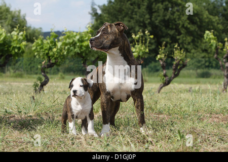 Amerikanischer Staffordshire-Terrier Erwachsenen Hund und Welpe stehend Stockfoto