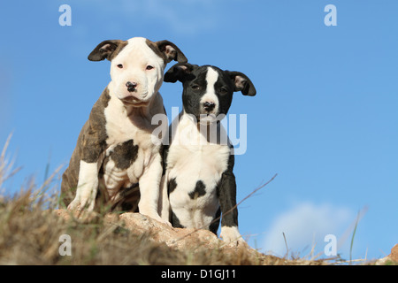 Amerikanischer Staffordshire-Terrier zwei Welpen sitzen Hund Stockfoto