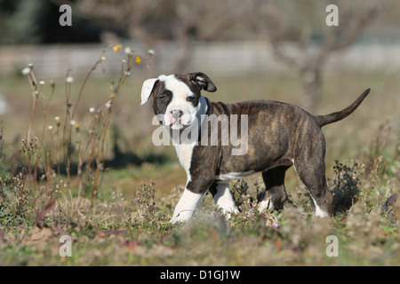 Hund-American Staffordshire Terrier Welpe stehend Stockfoto