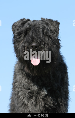 Bouvier des Flandres Hund / Flandern Cattle Dog adult Porträt Stockfoto