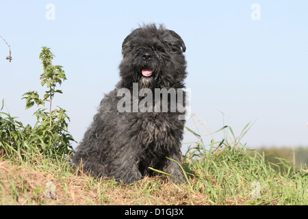 Bouvier des Flandres Hund / Flandern Cattle Dog Erwachsenen sitzen auf einer Wiese Stockfoto