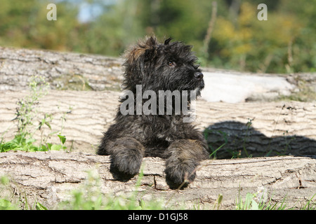 Bouvier des Flandres Hund / Flandern Cattle Dog Welpen auf einem Baum Stockfoto