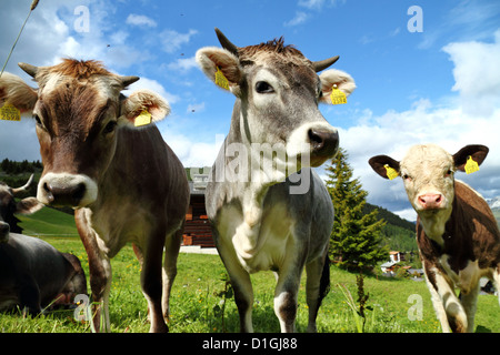 Äußerst glücklichen Kühen in den Schweizer Alpen, Schweiz Stockfoto