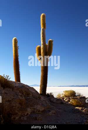 Kakteen auf Isla de Los Pescadores und dem Salzsee Salar de Uyuni, Southwest Highlands, Bolivien, Südamerika Stockfoto
