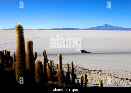 Kakteen auf Isla de Los Pescadores, Volcan Tunupa und die Salinen, Salar de Uyuni, Southwest Highlands, Bolivien, Südamerika Stockfoto