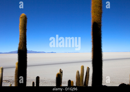 Kakteen auf Isla de Los Pescadores und dem Salzsee Salar de Uyuni, Southwest Highlands, Bolivien, Südamerika Stockfoto