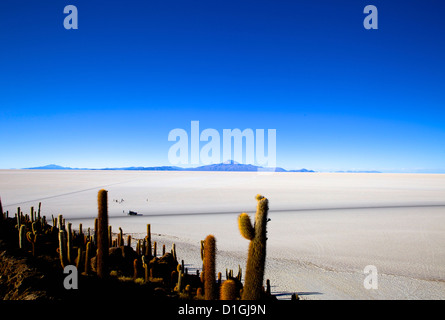 Kakteen auf Isla de Los Pescadores, Volcan Tunupa und die Salinen, Salar de Uyuni, Southwest Highlands, Bolivien, Südamerika Stockfoto