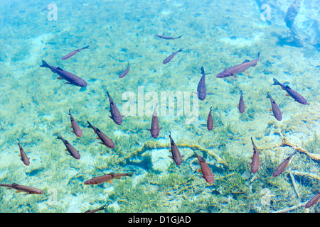 Kleiner Fischschwarm im azurblauen See sauber transparent Stockfoto